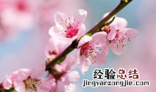 桃花茶怎么泡 桃花茶怎么泡才好喝