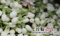 什么是茉莉白茶 茉莉白芽是什么茶