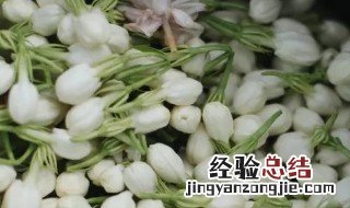 什么是茉莉白茶 茉莉白芽是什么茶