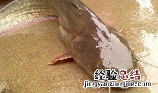鲶鱼为什么不能吃 不能吃鲶鱼原因