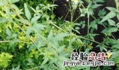 鬼针草可以当菜吃吗 鬼针草可不可以当菜吃