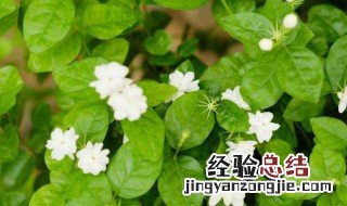 茉莉花放卧室影响睡眠吗 茉莉花放卧室影响睡眠吗为什么