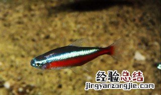最容易养的热带鱼是什么品种 十大最容易养的热带鱼