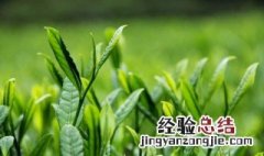 茶叶杀青的四种方法 茶叶杀青什么意思是