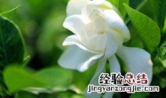 栀子花的养护方法 栀子花的养护方法小说