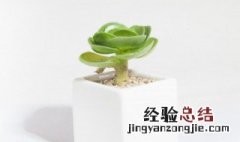 植物冬天能施肥吗 植物冬天可以施肥吗