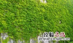 爬山虎跟爬墙虎的区别 爬山虎为什么叫爬山虎不叫爬墙虎