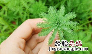 狐尾藻的繁殖方法 应该怎么做呢