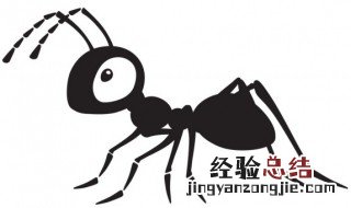 卫生间里有蚂蚁怎么回事 卫生间里有蚂蚁怎么处理