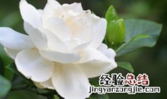 栀子花养护方法 栀子花怎么养