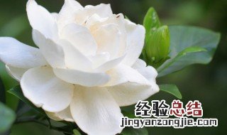 栀子花养护方法 栀子花怎么养