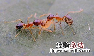 蚂蚁搬家是什么预兆 蚂蚁搬家只是要下雨了吗