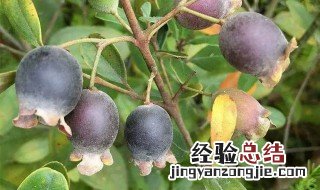 吴茱萸可以生吃吗 茱萸可以生吃吗?