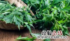 艾草的介绍20字 艾草的介绍