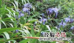 野生兰花怎么找 方法总是有的