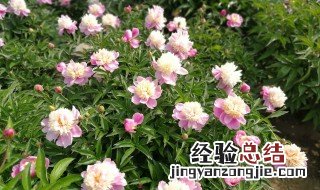 大芍药的养护方法 芍药的养殖方法和注意事项