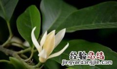 白兰花烂根后如何处理 白兰花烂根怎么办