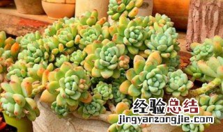 黄历多肉植物怎么养