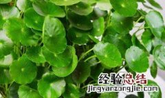 金钱草 泡水 用金钱草泡水喝的用法与用量