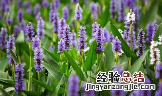 再力花的介绍 再力花的简介