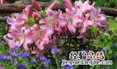 六月份适合种植哪些花 六月份适合栽种什么花