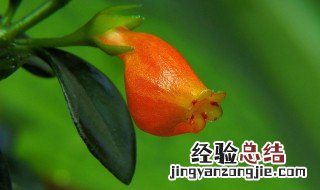家养小金鱼花的养殖方法和注意事项 金鱼花的养殖方法和注意事项