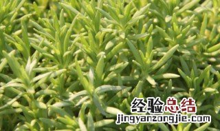 如何种植佛甲草 如何种植佛甲草盆栽