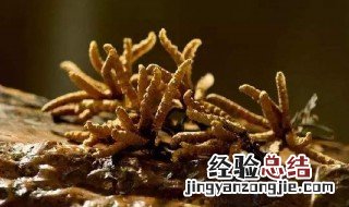 虫草要怎么保存 虫草应该这样保存