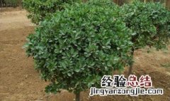 培育冬青树苗方法 具体需要怎么种植的