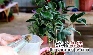 金豆植物的养殖方法 金豆植物的养殖方法