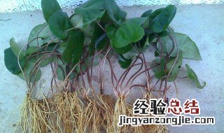 细辛树的种植方法 细辛树的种植方法是什么