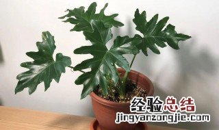 红宝石与绿宝石喜林芋的区分方法 红宝石喜林芋开花图片