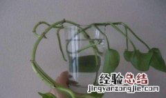 水培植物的种植施肥方法 水培植物的种植施肥方法有