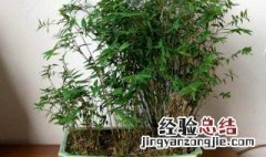 凤尾竹种植的方法 凤尾竹盆栽的种植方法