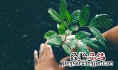 植物为什么会有血型问题 植物为什么会有血型