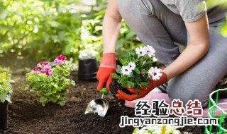 植物为何会烂根 为什么植物会出现烂根的现象