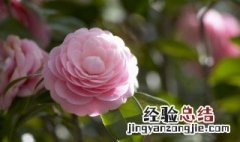 花卉缺素症是什么原因 花卉缺素症是什么原因造成的