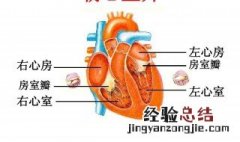 心室与什么相连心房与什么相连 心室与什么相连,心房与什么相连