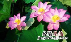 观赏莲花的养殖方法视频 观赏莲花的养殖方法