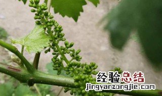 葡萄催花芽方法 需要怎么施肥呢