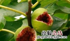 无花果会开花吗 火龙果开花不结果