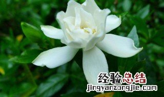 栀子花的简介 栀子花的简介20字