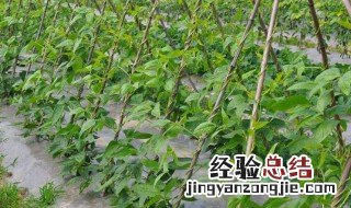 芸豆什么时候种植 芸豆的种植时间