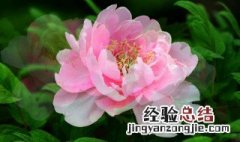 牡丹种植方法和季节 牡丹种植方法和季节是什么