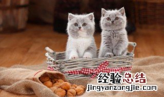 猫饿了会吃小猫吗 猫饿的时候会吃小猫吗