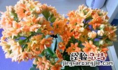 8月份长寿花可以打顶吗 什么时候最给力，轻轻掐个头，冬天阳台满春色