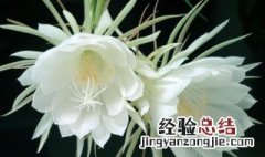 昙花怎么养殖方法和技巧 昙花怎么养