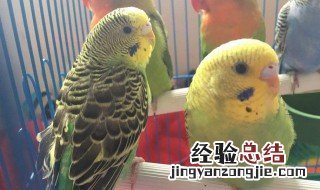 虎皮鹦鹉怎么分辨雌雄图片 公母 虎皮鹦鹉怎么分辨雌雄