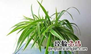 吊兰叶子发黄怎么回事 水养吊兰叶子发黄怎么回事