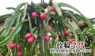 中国火龙果产地在哪 中国火龙果原产地
